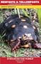 REDFOOTS & YELLOWFOOTS (Turtles of the World)