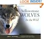 Yellowstone Wolves in the Wild