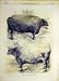 1870 Prize Oxen Smithfield Cattle Show Animal Old Print