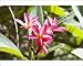 Photographic Prints of Flowers of Frangipani from Ardea Wildlife Pets