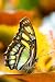 Malachite Butterfly - 24"H x 16"W - Peel and Stick Wall Decal by Wallmonkeys