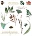 Clear Stamp Rubber Images-Nature Print Leaves