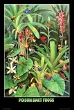 Poison Dart Frogs Art Poster Print, 24x36