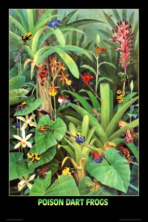 Poison Dart Frogs Art Print Art Poster Print, 24x36