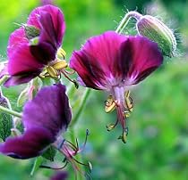 Hardy Geranium 'Samobor' - Brown Foliage & Flowers
