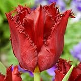 IMAGE OF Tulip Fringed Pacific Pearl - 20 Flower Bulbs