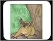 Decorated Mouse Pad with lemur, monkey, leave, animal
