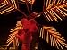 Dahab, Egypt: Orange Coconuts on Christmas Tree Photographic Poster Print by Brimberg & Coulson, 40x30