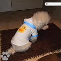 Dog Bath Robe Blue Rim with Duck Applique Logo Large (36cm/14
