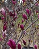 Deciduous Saucer Magnolia Tree "Jane" Five Gallon