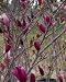 Deciduous Saucer Magnolia Tree Jane Five Gallon
