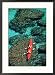 Kayakers Paddle on the Clear Waters of the Gulf of California Framed Photographic Poster Print by Ralph Lee Hopkins, 21x29