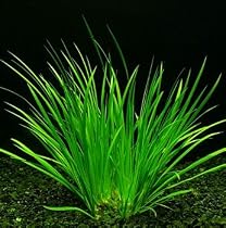 Japanese Sweet Flag Plant - Acorus - Indoors or Out