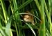 Harvest Mouse, Micromys Minutus - 24