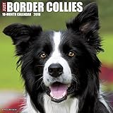 Border Collies 2016 Wall Calendar