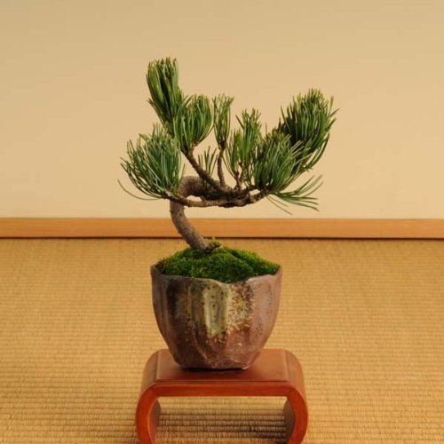 小品盆栽：五葉松(瀬戸焼小鉢)