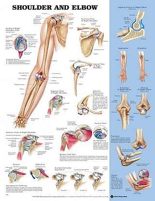Shoulder and Elbow - Laminated