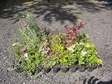 Eigenschaften Dachstauden  / Dachbegrünungspaket Steinrosenflur für 5 m²