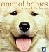 Animal Babies Around the House (Animal Babies)