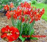 Naughty Lady Voodoo Amaryllis - Hippeastrum -Inside/Out