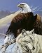 Eagle and Wolf Art Poster 8x10