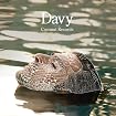 Davy