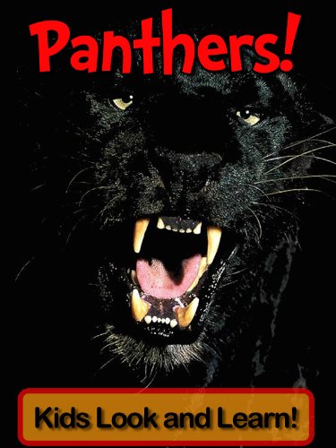 Panthers! Learn About Panthers and Enjoy Colorful Pictures - Look and Learn! (50+ Photos of Panthers)
