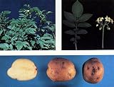 KENNEBEC Potato - 2 lbs Organic Certified Seed(Tuber
