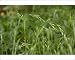 Photographic Prints of Wood Fescue from Ardea Wildlife Pets