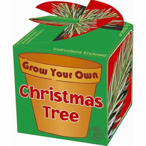 Grow Your Own Xmas Tree