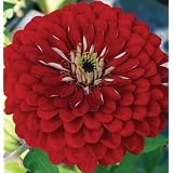 Davids Flower Zinnia Giant Dahlia Flowered Scarlet  Zinnia elegans  45 Seeds per Pa