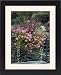 Framed Prints of DAD-1710 Town floral display - mix of Geranium a grasses from Ardea Wildlife Pets