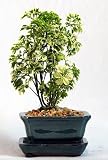 51e3YhUA%2B6L. SL160  Snowflake Ming Bonsai Tree   Great Indoor Bonsai