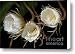 Night-Blooming Cereus 0c Canvas Print / Canvas Art - Artist Warren Sarle