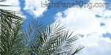 Palm Tree Skypanels? Fluorescent Light Diffuser