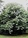 Hirt's Paw Paw Trees - Banana fruit - Asimina triloba - PawPaw - 2 Plants