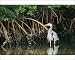 Photographic Prints of Great Blue HERON - standing in mangrove from Ardea Wildlife Pets