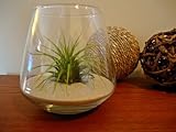 Air Plant