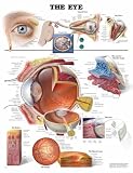 The The Eye Anatomical Chart