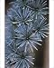Photographic Prints of Blue atlas cedar (Cedrus Glauca) from Science Photo Library