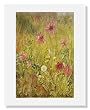 Henry Roderick Newman, Wildflowers