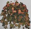 Large Fall Grape Ivy and Orchid Ledge Garden