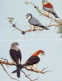 Eagles Hawks & Falcons African Pygmy Falcon Bird Plate