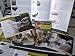 JANUARY CLEARANCE SALE - NEW 16pc Genuine Fossil Collection - Ammonites, Dinosaurs and more INCLUDES Certificates of Authenticity 51e5pQv6cnL. SL75 Shop tour of I Dig Dinos fossil and Dinosaur shop