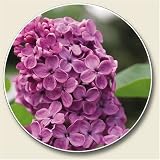Scented Lilac Auto Coaster - Coaster for Your Car