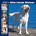 Labrador Retrievers, Yellow 366 Days 2008 Square Wall Calendar