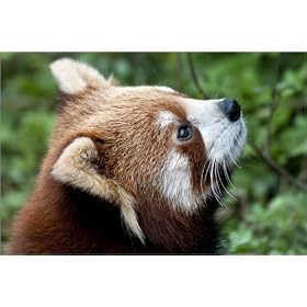 photo poster Red Panda (Ailorus fulgens) at Panda Breeding and Research Centre. in size: 60 x 40 ...