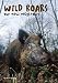 Wild Boars - Our New Neighbours