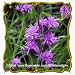 1 Oz Dwarf Blazing Star (Liatris cylindracea) Bulk Wildflower Seeds