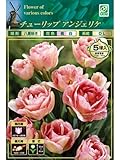チューリップ球根 八重咲 アンジェリケ 桃/白 5球入